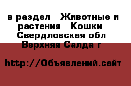  в раздел : Животные и растения » Кошки . Свердловская обл.,Верхняя Салда г.